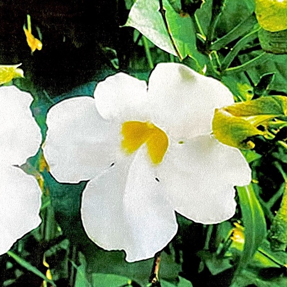 Kai fragrance handmade soap ( set of 5 ) - Picture 4 of 5